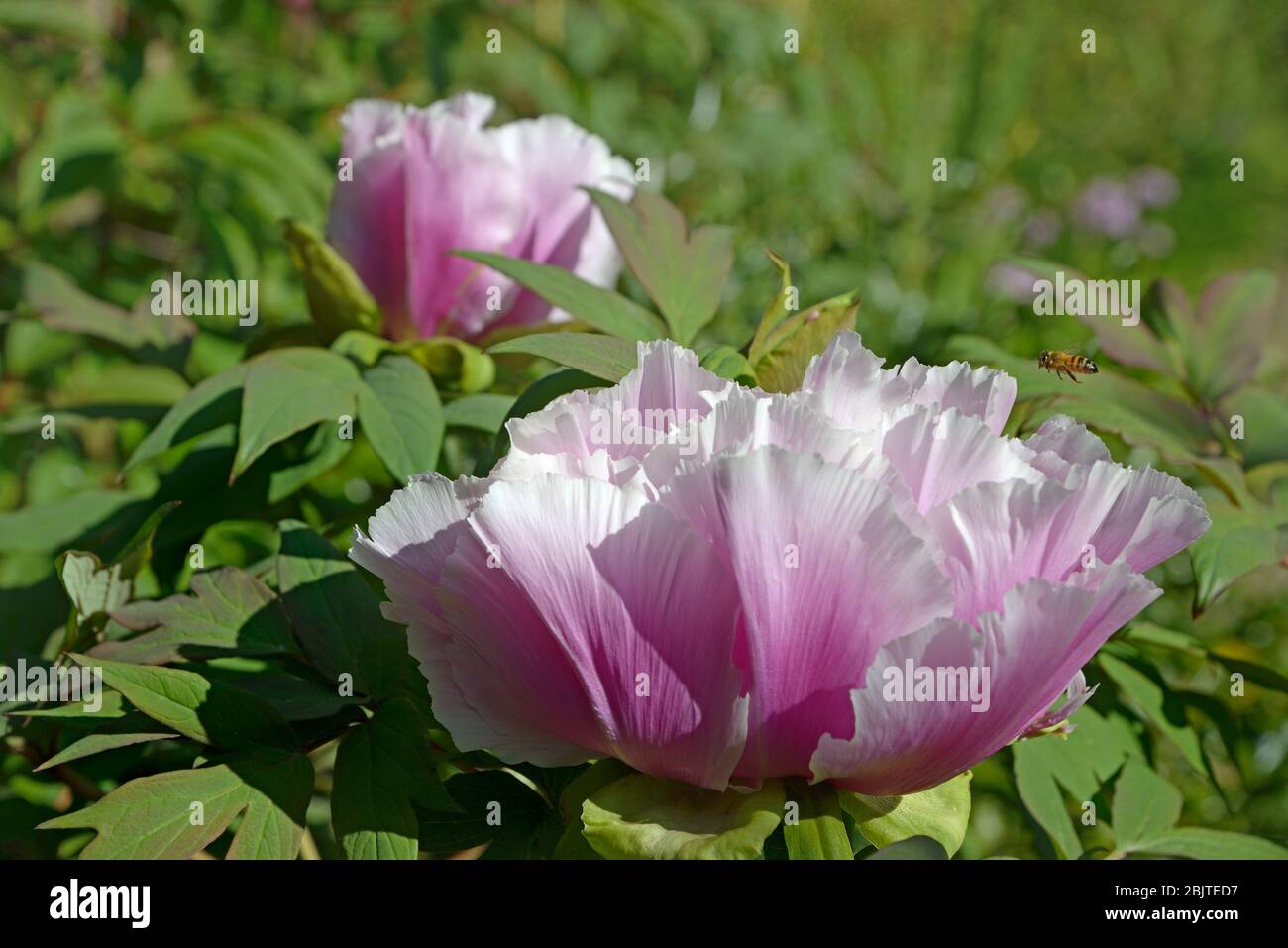 Purple Tree Peony Immagini E Fotos Stock Alamy