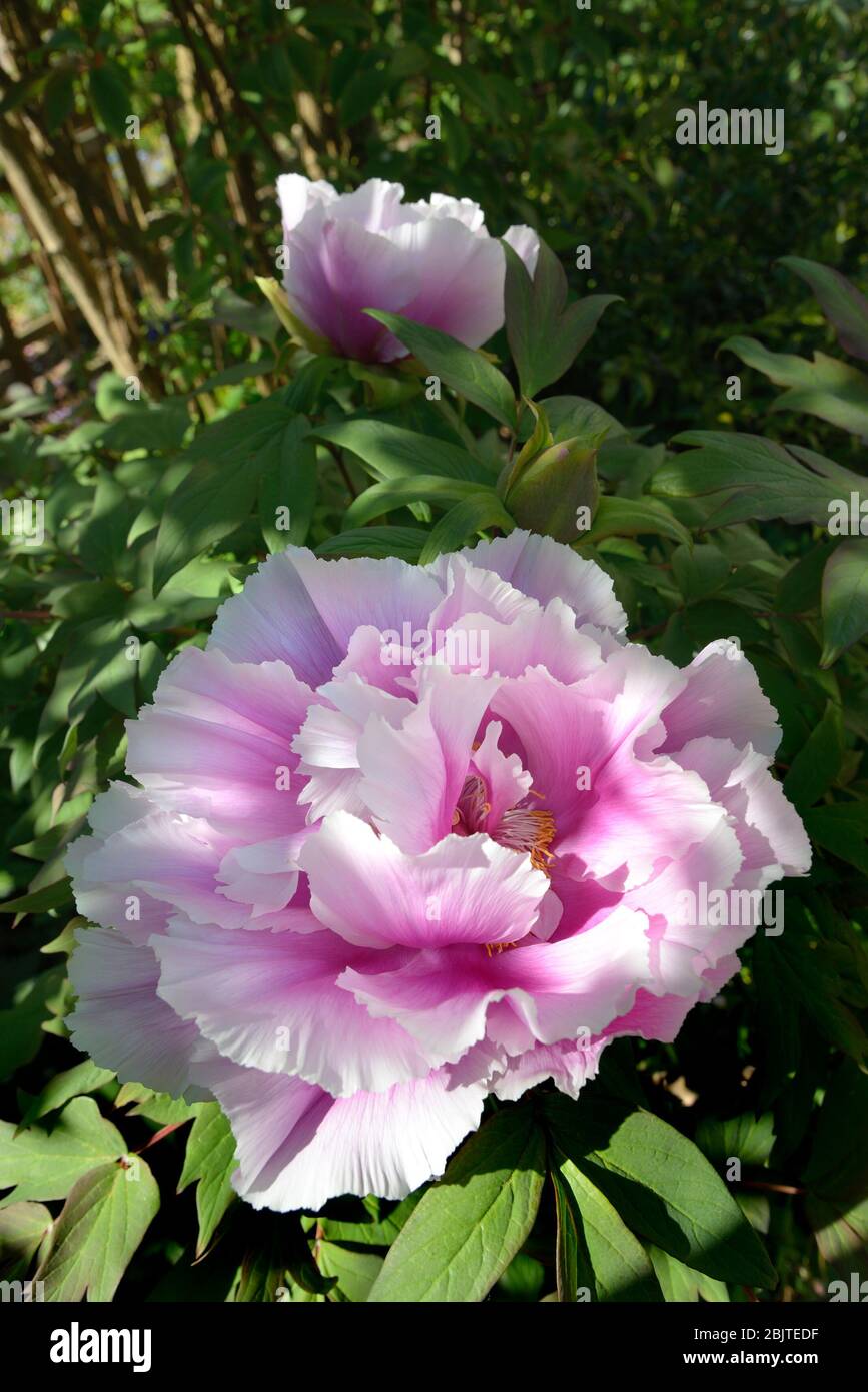Purple Tree Peony Immagini E Fotos Stock Alamy