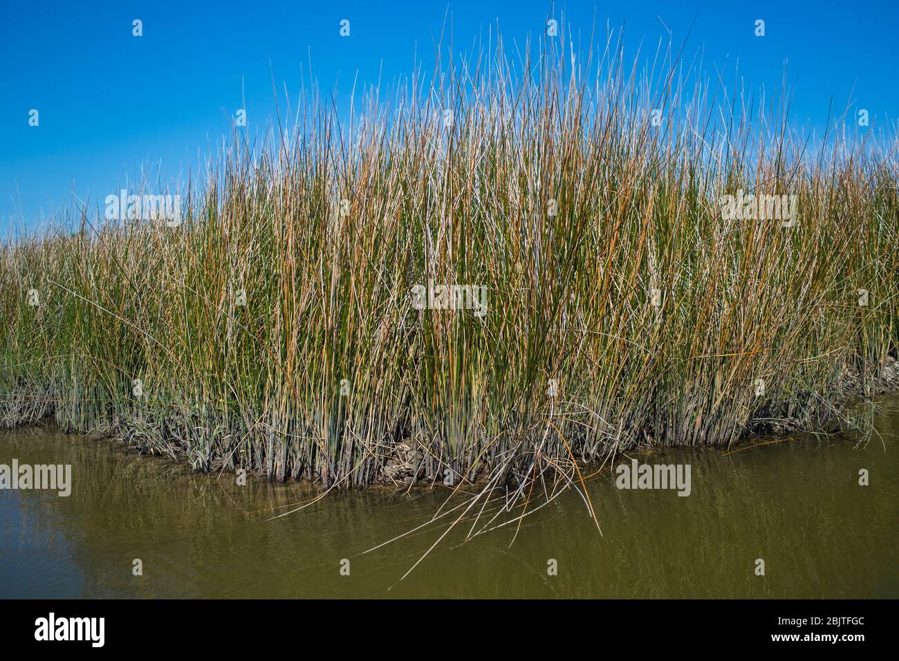 Florida Salt Marsh. Immagine panoramica della corsa di salmarsh della costa del Golfo. Foto Stock