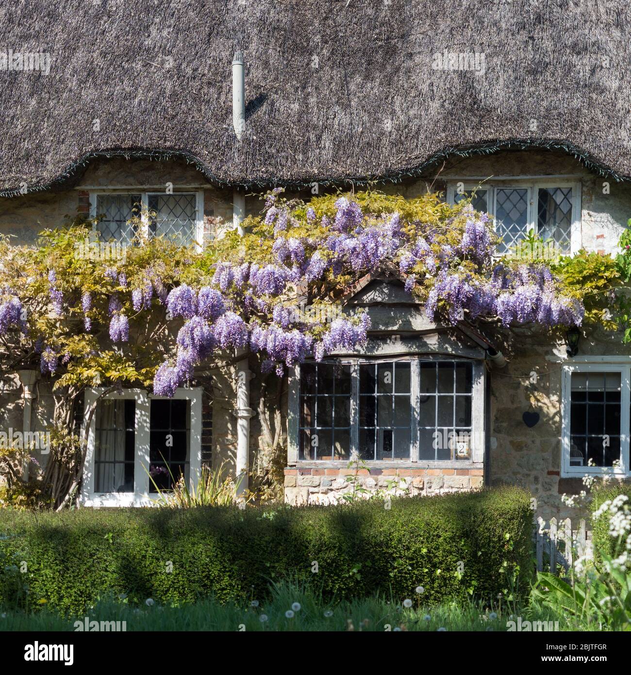 Un tetto di paglia cottage fronte con finestre a sopracciglia con glicine che cresce in piena fioritura in sole Foto Stock