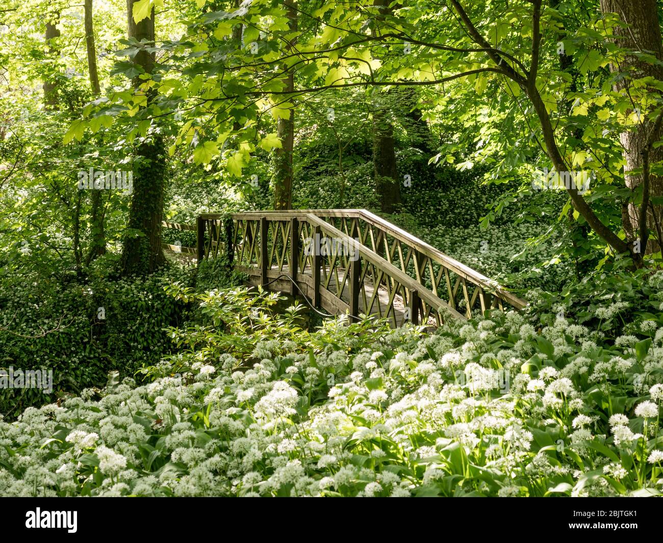 Ponte pedonale Shorwell con aglio selvatico in primo piano in fiore alla luce del sole appled Foto Stock