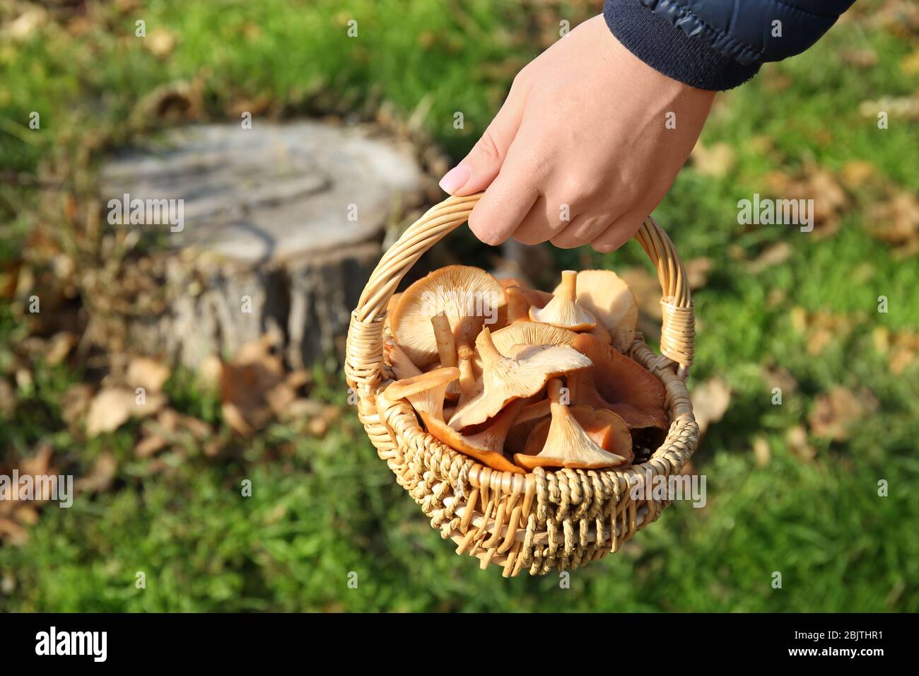 Donna con cesto di vimini pieno di funghi arancioni in foresta Foto Stock