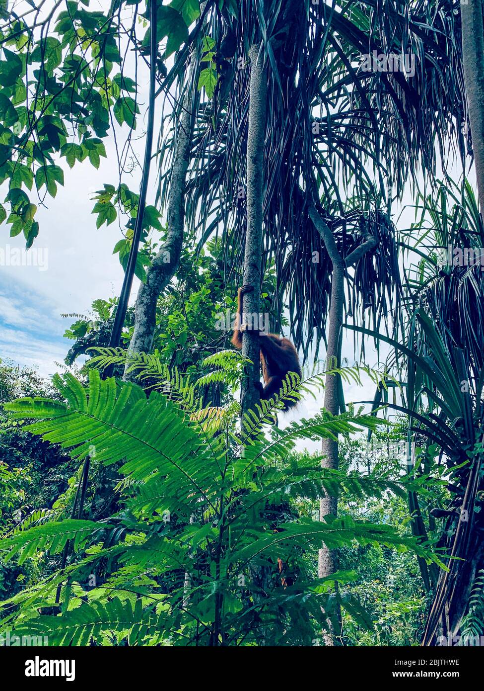Parco Nazionale di Orangutan Bukit Lawang a Sumatra Foto Stock