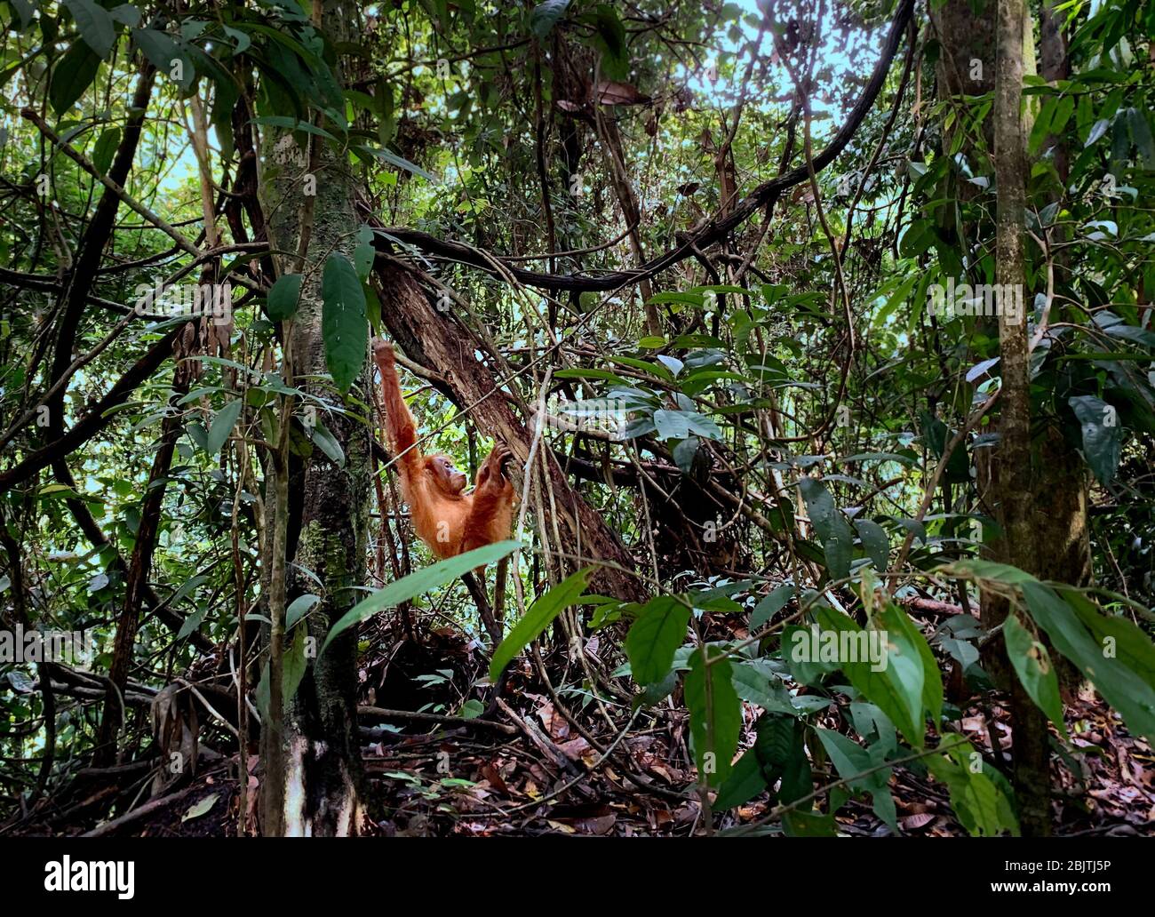 Parco Nazionale di Orangutan Bukit Lawang a Sumatra Foto Stock
