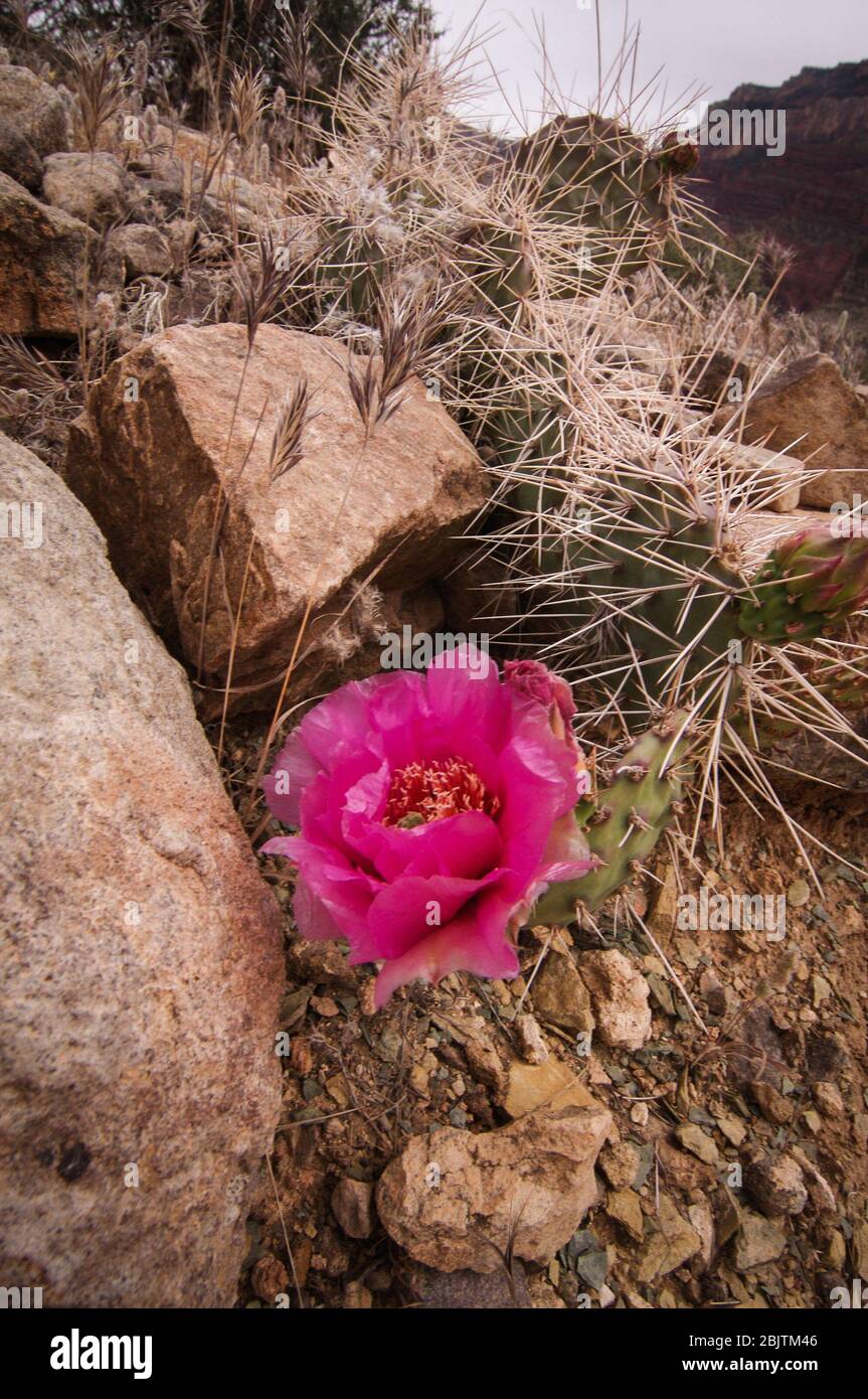 Tra le rocce cresce un fiore di cactus rosa di pera Foto Stock