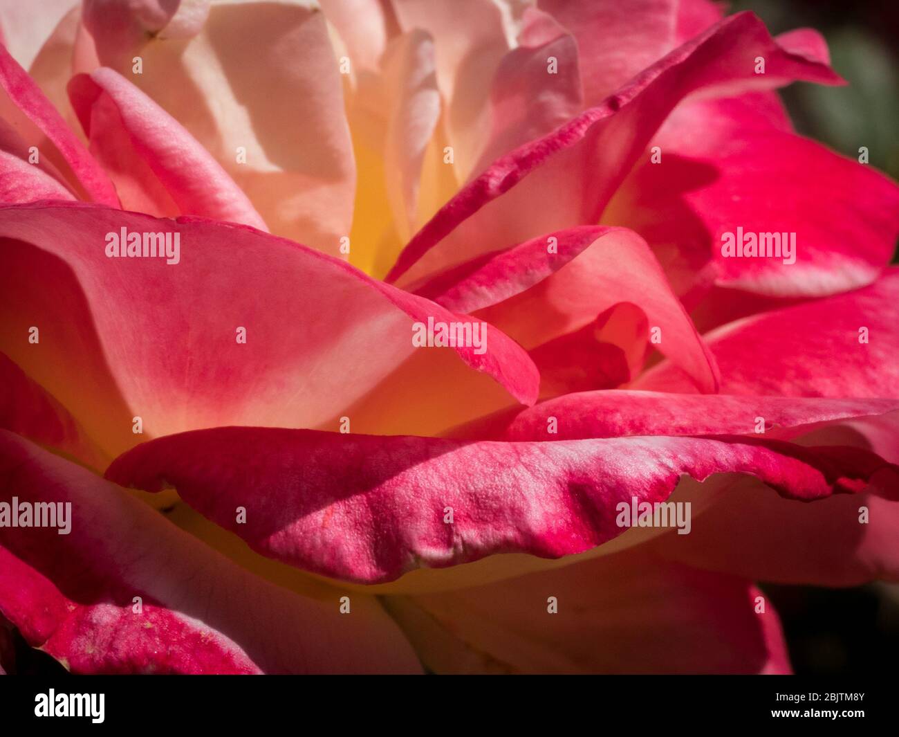 Immagine ravvicinata, con cornice, di una rosa aperta rosso-giallo. Foto Stock