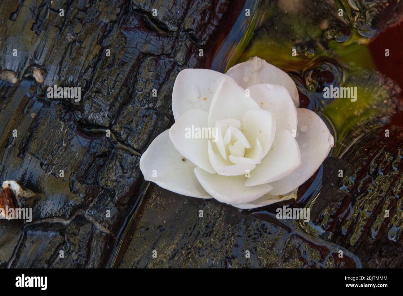 Un singolo fiore bianco su uno sfondo di legno scuro. Foto Stock