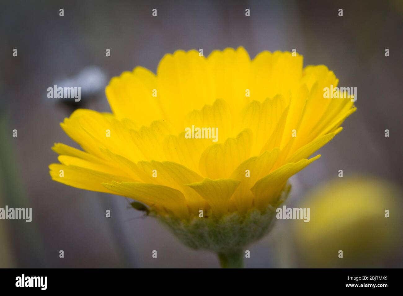 Un isolato fiore giallo con uno sfondo sfocato. Foto Stock