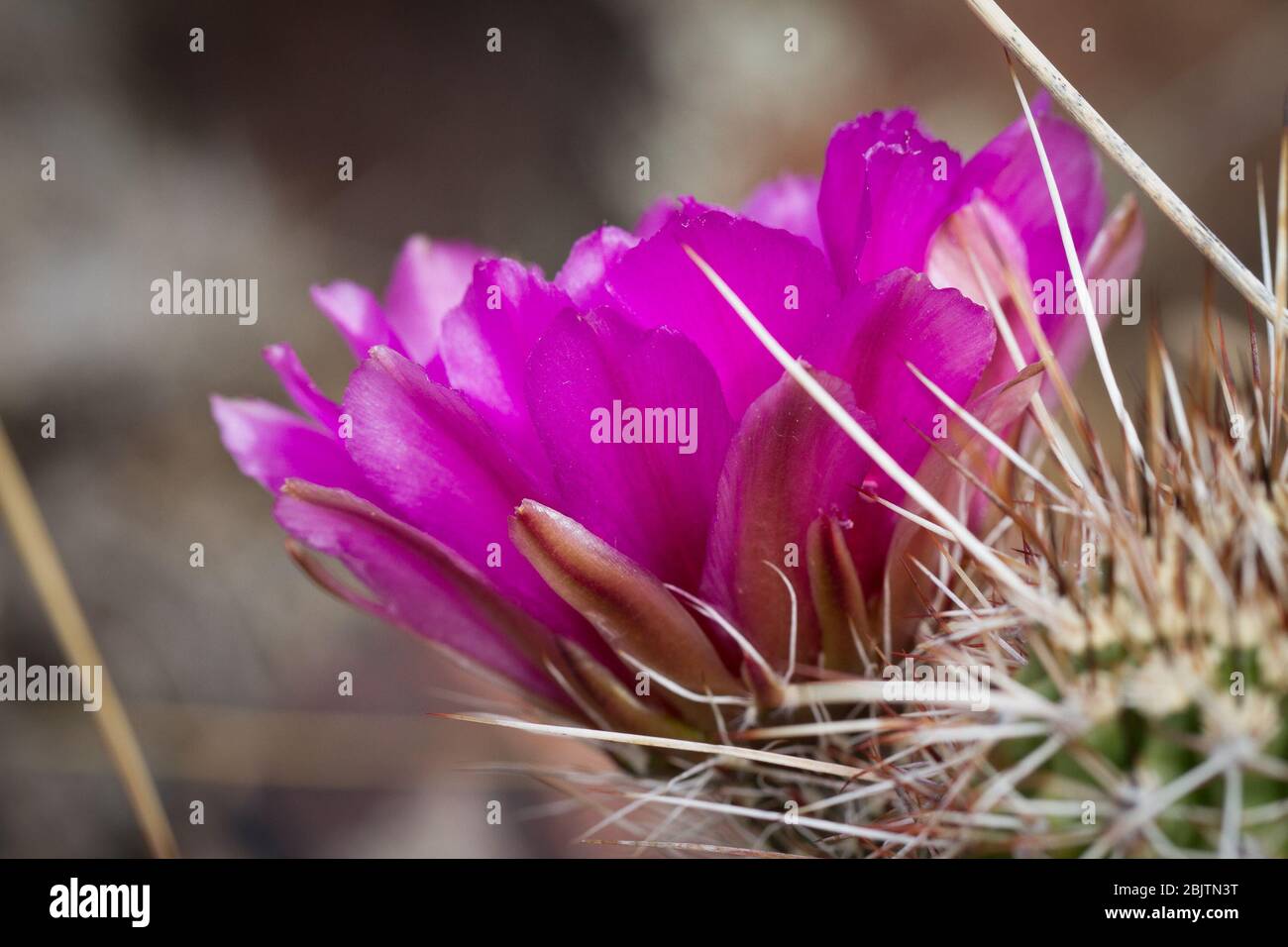 Vista laterale di un fiore di cactus rosa. Foto Stock