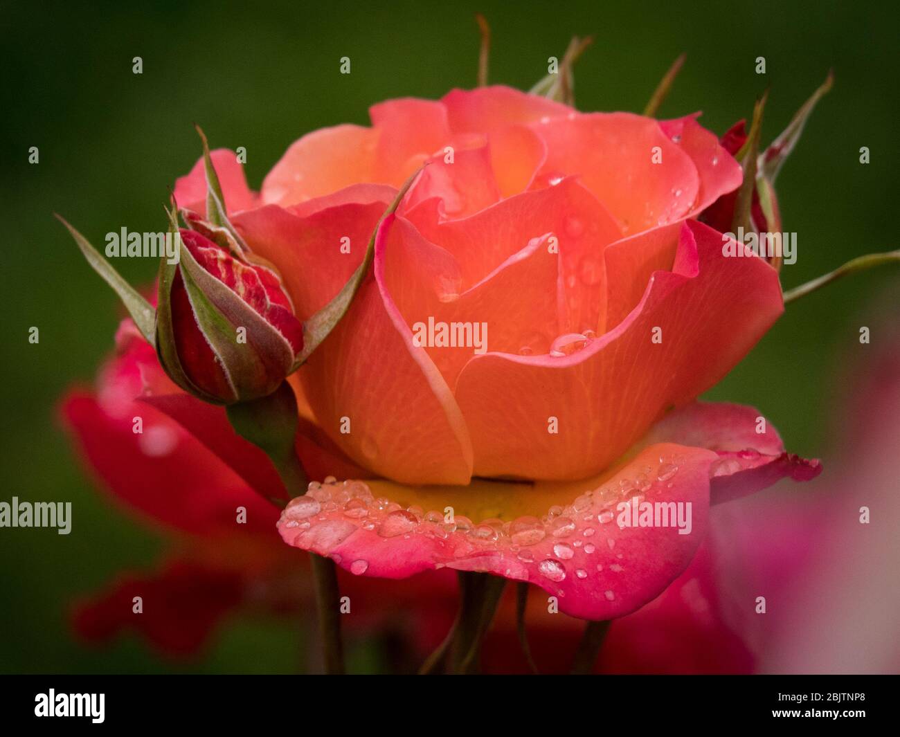 Una bella rosa ha gocce di pioggia sui petali inferiori come un rosebud cresce proprio accanto ad esso. Foto Stock