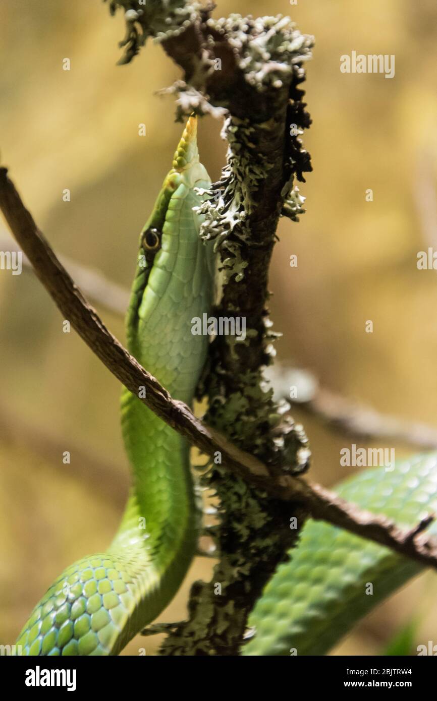 Un piccolo e insolito serpente verde con un naso affilato, che strisciò sul ramo. Foto Stock