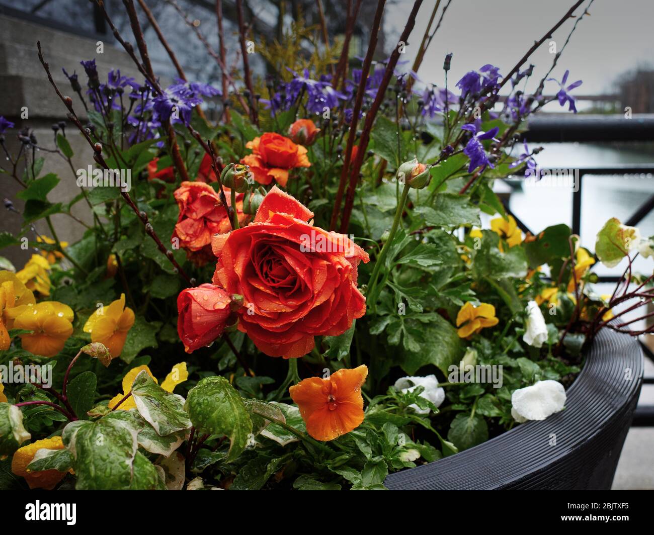 piantatrice per esterni con gocce di pioggia su fiori Foto Stock