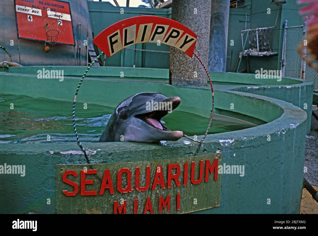 Il delfino a bottiglia 'Flippy' nel suo serbatoio di tenuta al Miami Seaquarium, Florida, Stati Uniti c. 1960. Il Seaquarium è un grande oceanarium, aperto nel 1955. Ai delfini sono stati dati nomi che li si adattavano, il più famoso è Flipper. Il primo delfino chiamato Flippy visse presso i Marine Studios della Florida. Nel 1949 Flippy intrattenne la folla – l'atto includeva Flippy trainando una donna e un cane intorno alla piscina su una tavola da surf! Gli spettacoli marini divennero grandi in tutta la Florida. Tuttavia, le indagini condotte nel corso degli anni hanno dimostrato che la conservazione e l'addestramento di mammiferi marini in cattività possono comportare crudeltà animale e trattamenti disumani. Foto Stock