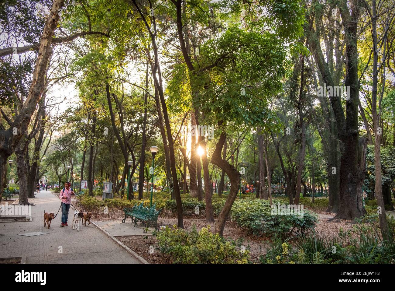 Dog Walker in Parque España, nel quartiere di Condessa, Città del Messico, Messico Foto Stock