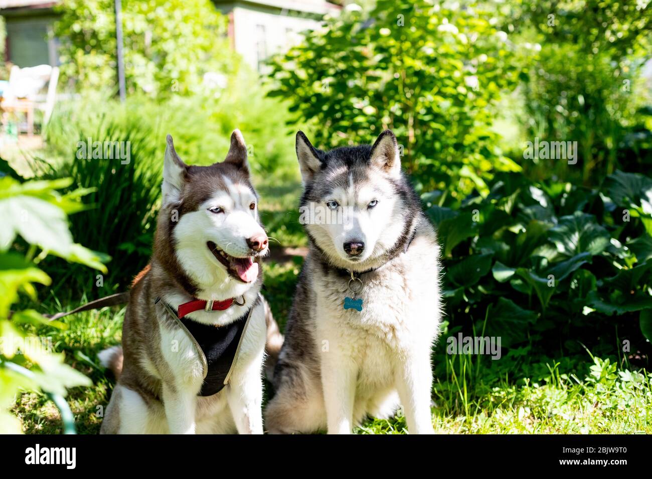 Due cani seduti vicino a casa in attesa del suo padrone. Husky siberiano sullo sfondo della Countryside.Couple di cani Husky siberiani. Cane contro Foto Stock
