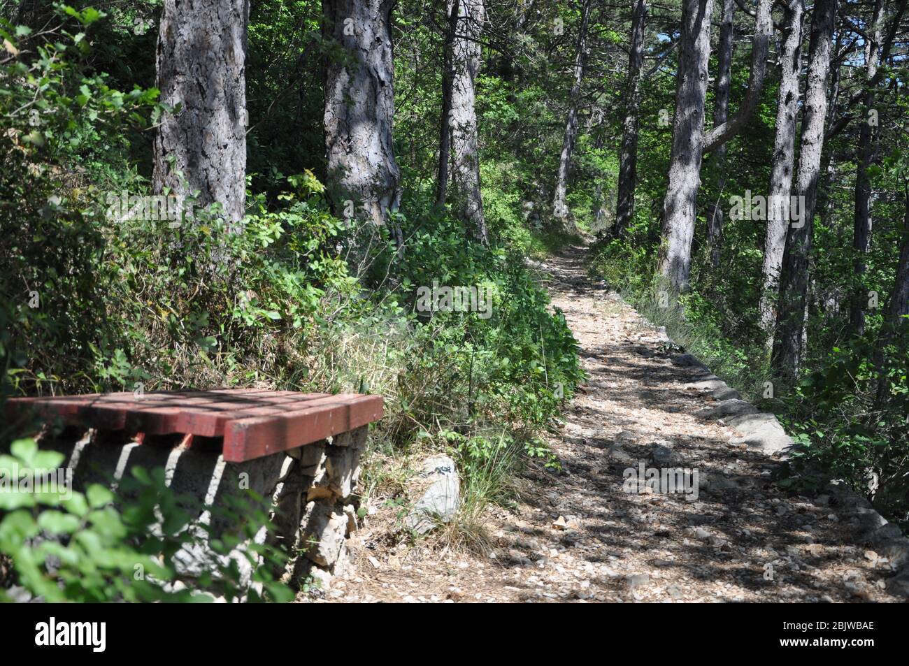 Woodland a piedi il sentiero si estende davanti allo spettatore attraverso un viale di pini boschivi. Stretto percorso forestale. Foto Stock