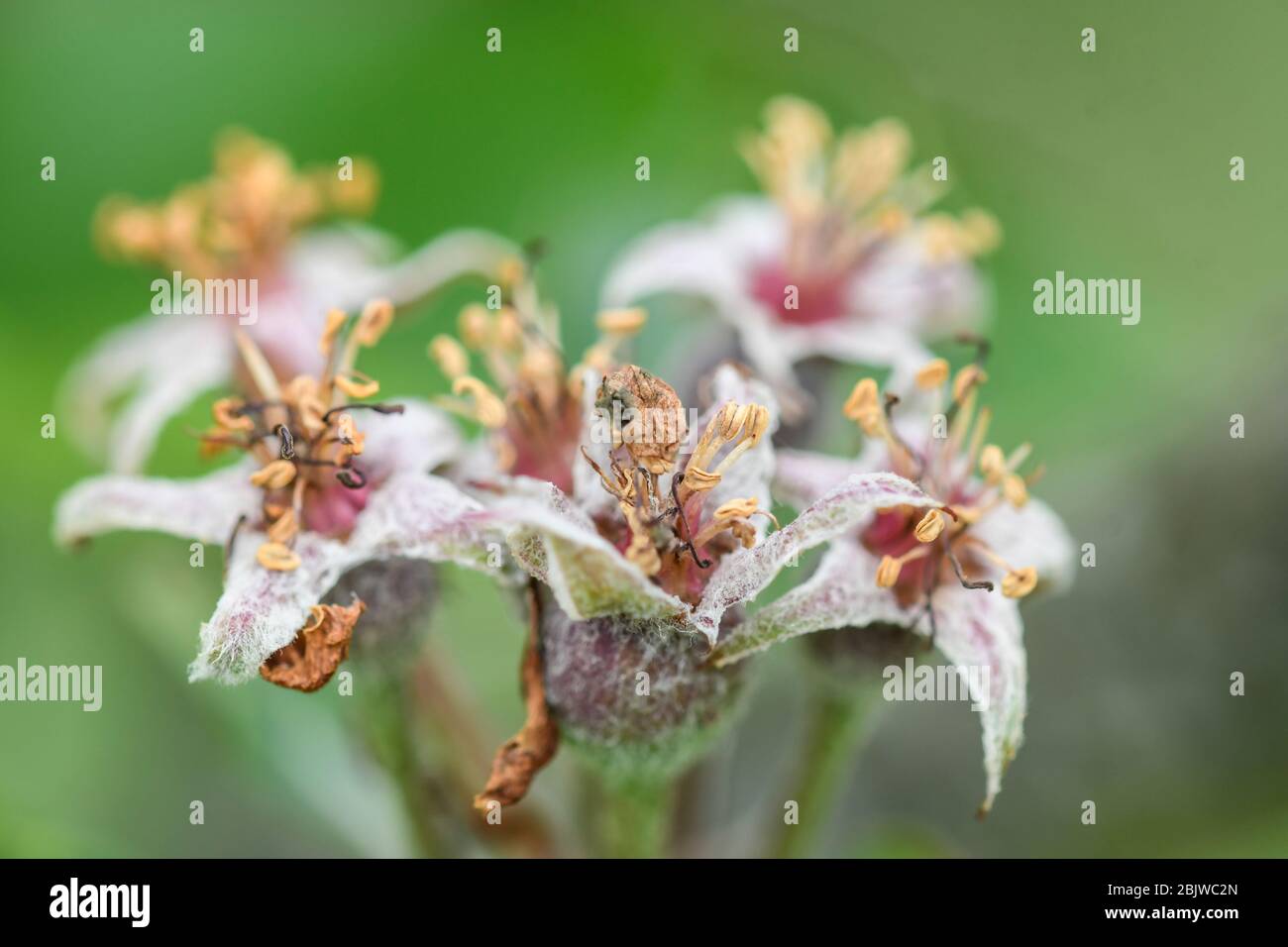 Fiori di mela appassita e frutta germogliante Foto Stock