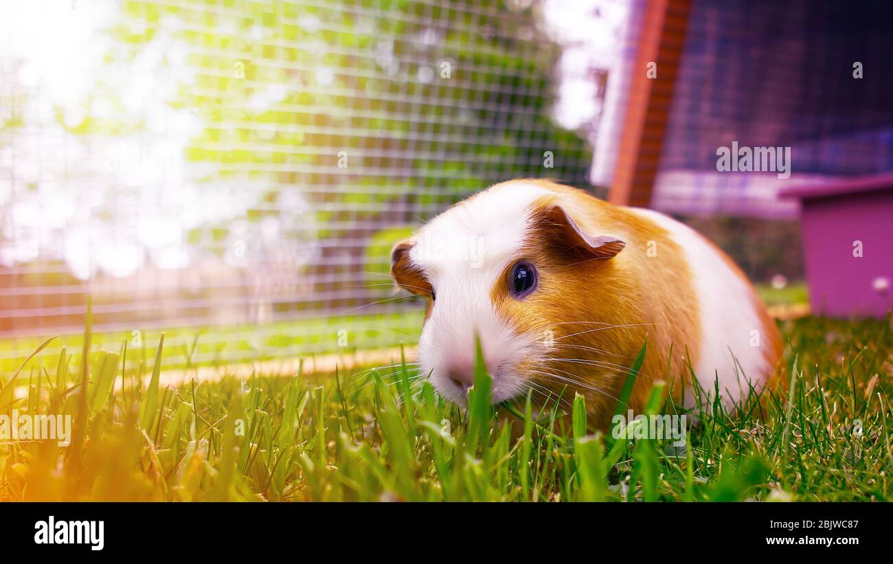Bella cavia marrone e bianco mangiare erba su uno sfondo di colori pastello Foto Stock