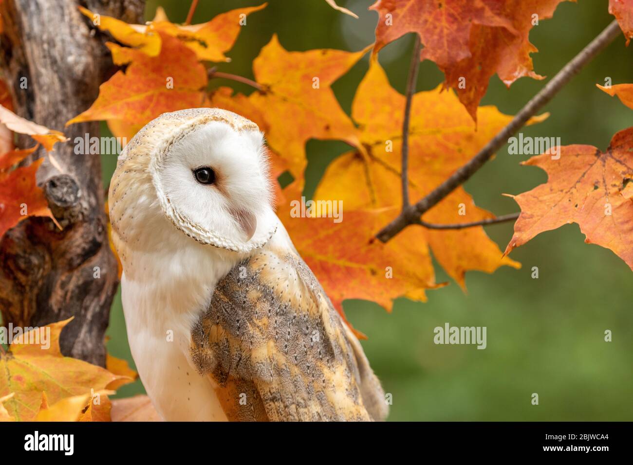 Gufo di fienile in un albero di acero di autunno Foto Stock