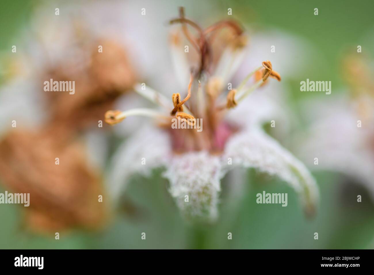 Fiori di mela appassita e frutta germogliante Foto Stock