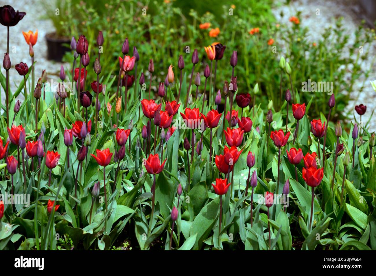 Tulipano Couleur cardinale, fiori tulipano rosso, fioritura, tulipani, tulipano, fiore rosso, RM floreale Foto Stock
