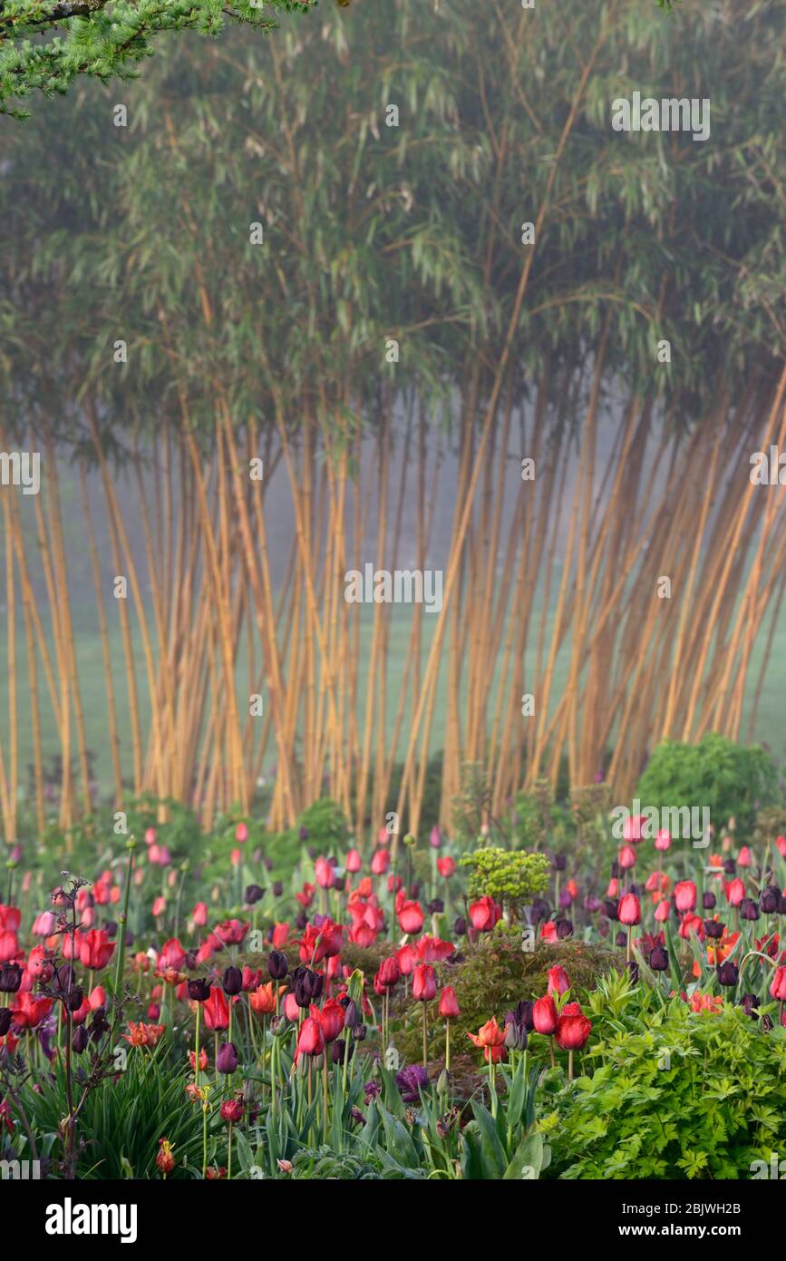 tulipa, tulipa, tulipani, mix, combinazione mista, bordo, letto, rosso, viola, bambù giallo, phyllostachys vivax aureocaulis, mix, combinazione di piantine miste, schema, bo Foto Stock