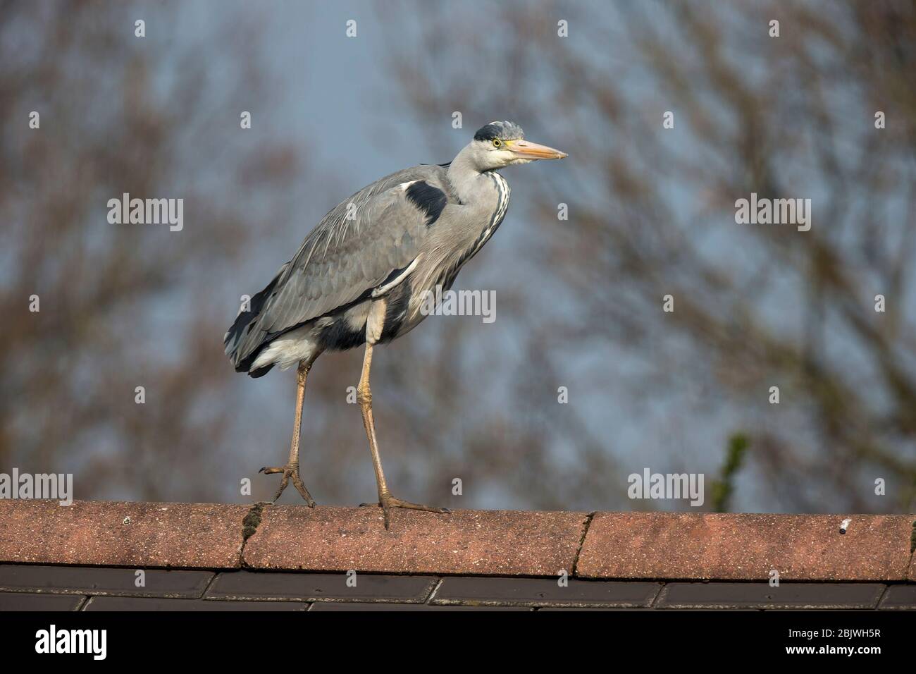 Lato vicino di airone grigio selvaggio britannico (Ardea cinerea) isolato all'aperto camminando attraverso il tetto di edificio come il fascio di equilibrio ginnastica. Aironi del Regno Unito. Foto Stock