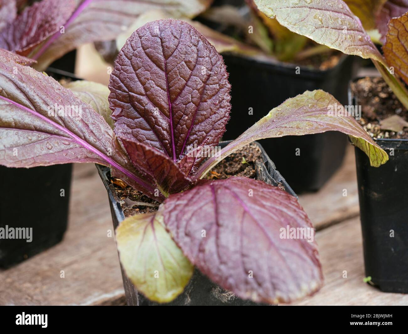 Cavolo di nappa rosso 'scarlette F1' (Brassica rapa subsp. Pekinensis) Foto Stock
