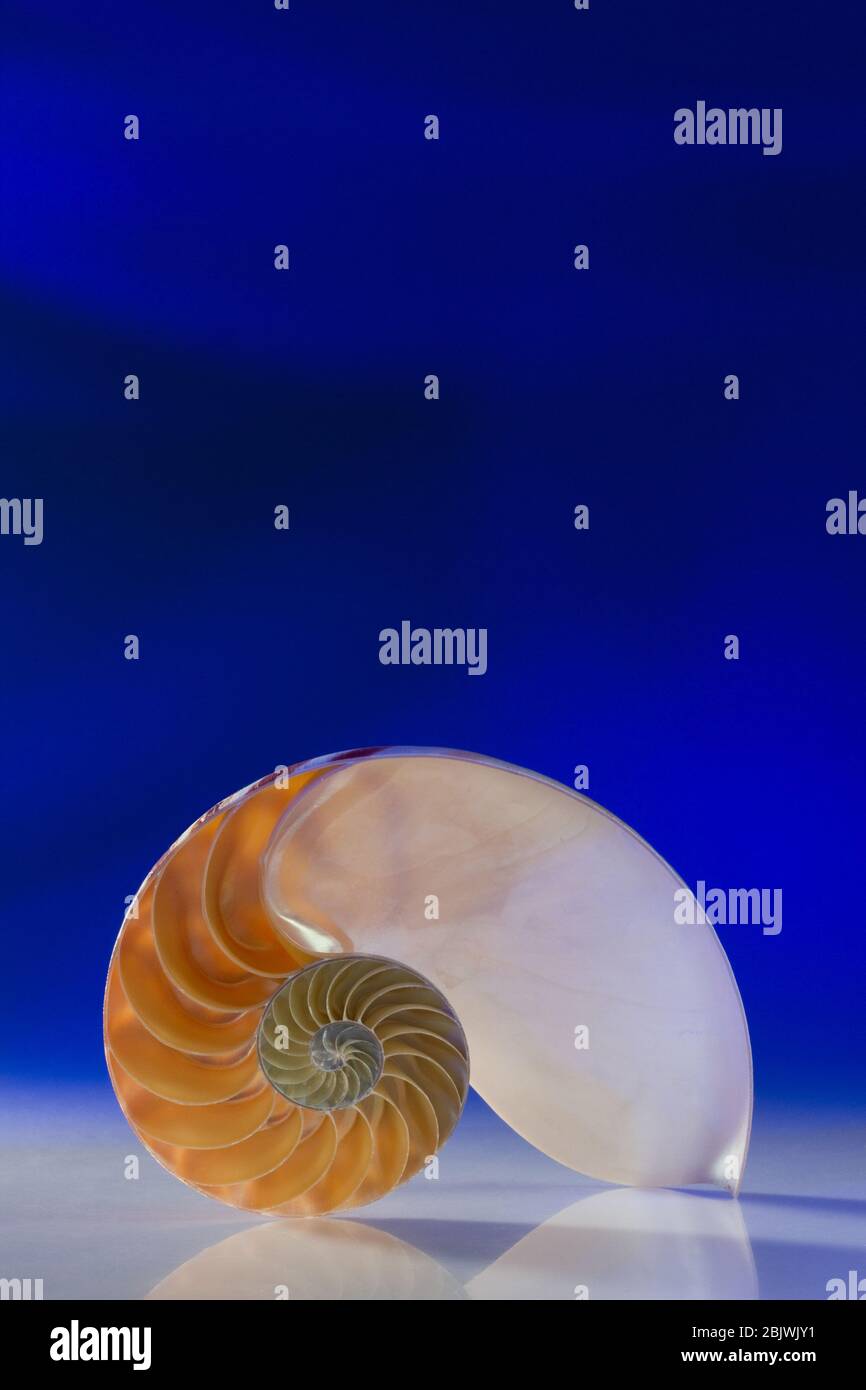 Sezione di Nautilus su sfondo blu Foto Stock