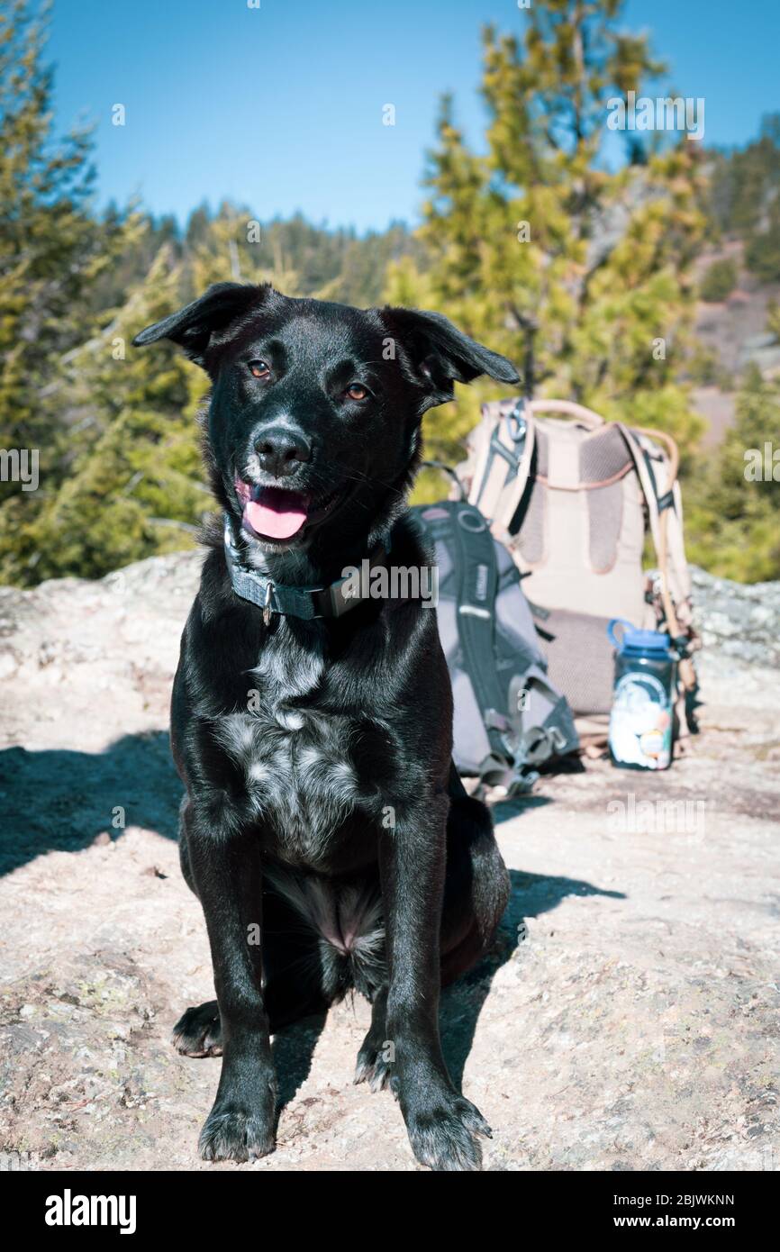 Piccolo cane da trekking facendo una pausa su un masso dopo una lunga giornata sul sentiero. Foto Stock Piccolo cane da trekking facendo una pausa su un masso dopo una lunga giornata sul sentiero. Foto Stock