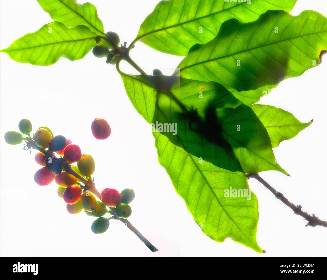 Foglie di caffè (Coffea arabica) con chicchi di caffè verdi e ciliegi maturi a Kona, Hawaii Foto Stock