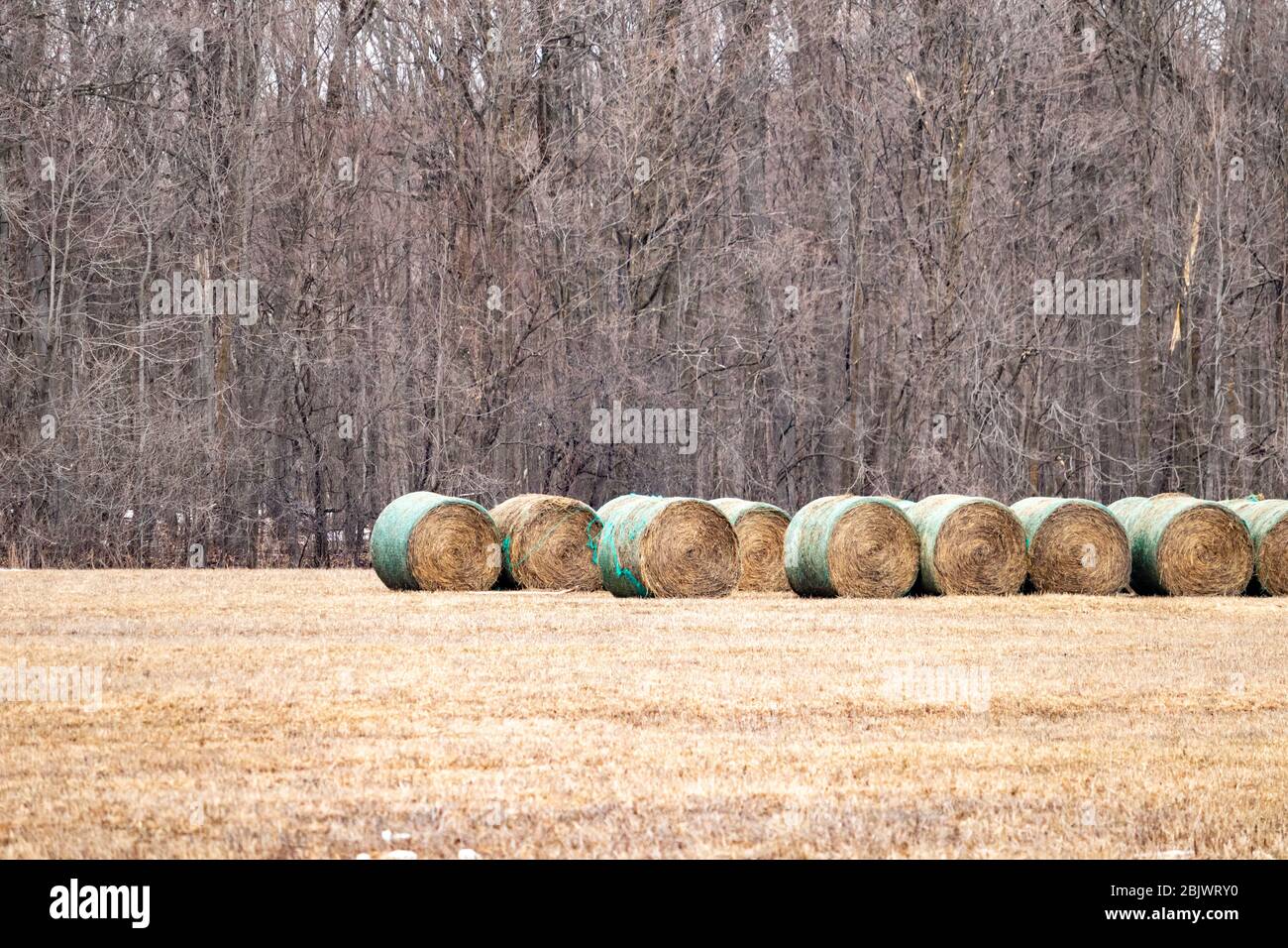 Diversi rotoli, o balle rotonde, di fieno si trovano in un campo agricolo di fronte ad una zona boscosa in inverno. Foto Stock