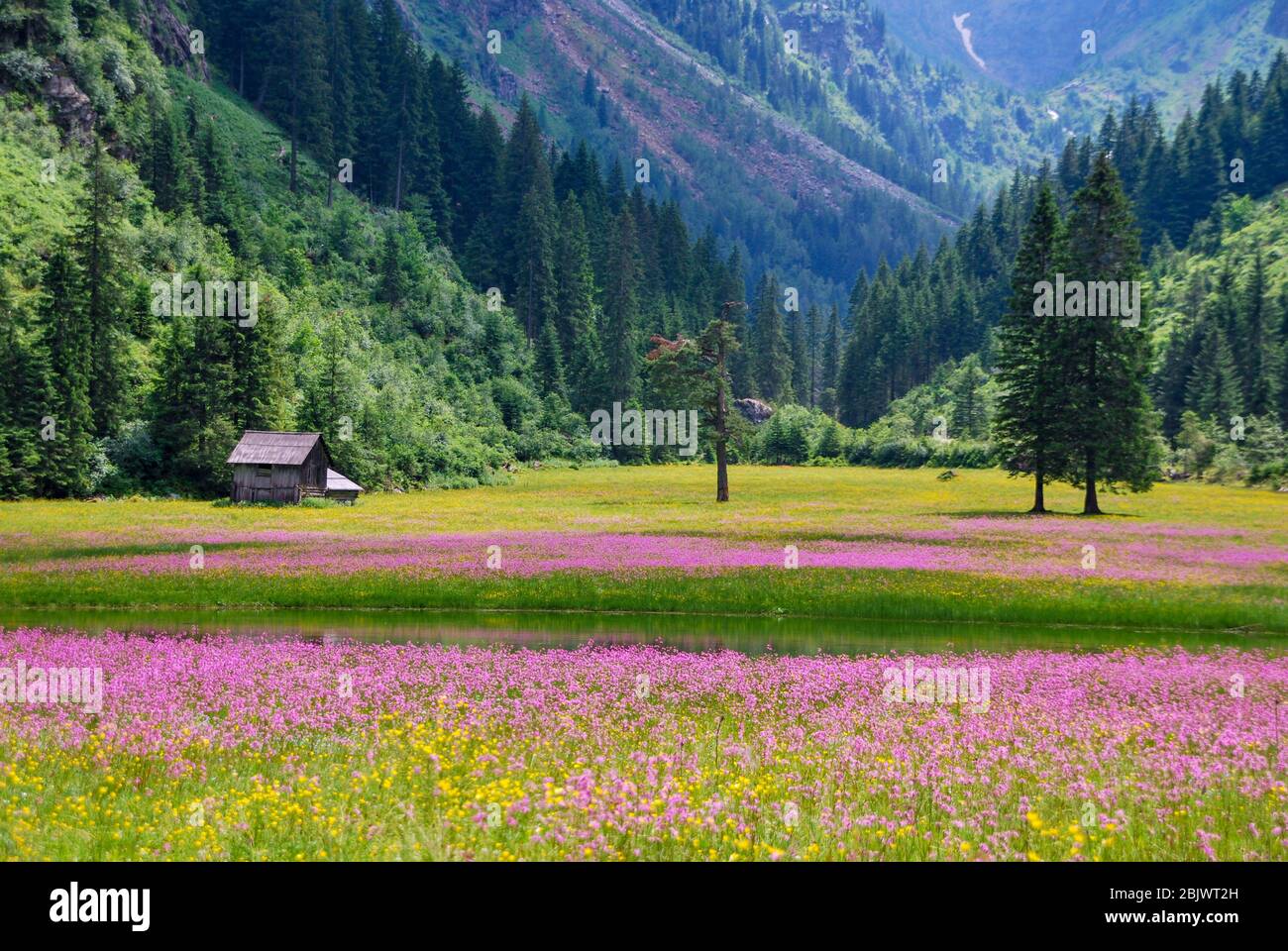 prato alpino in fiore rosa nella valle Foto Stock