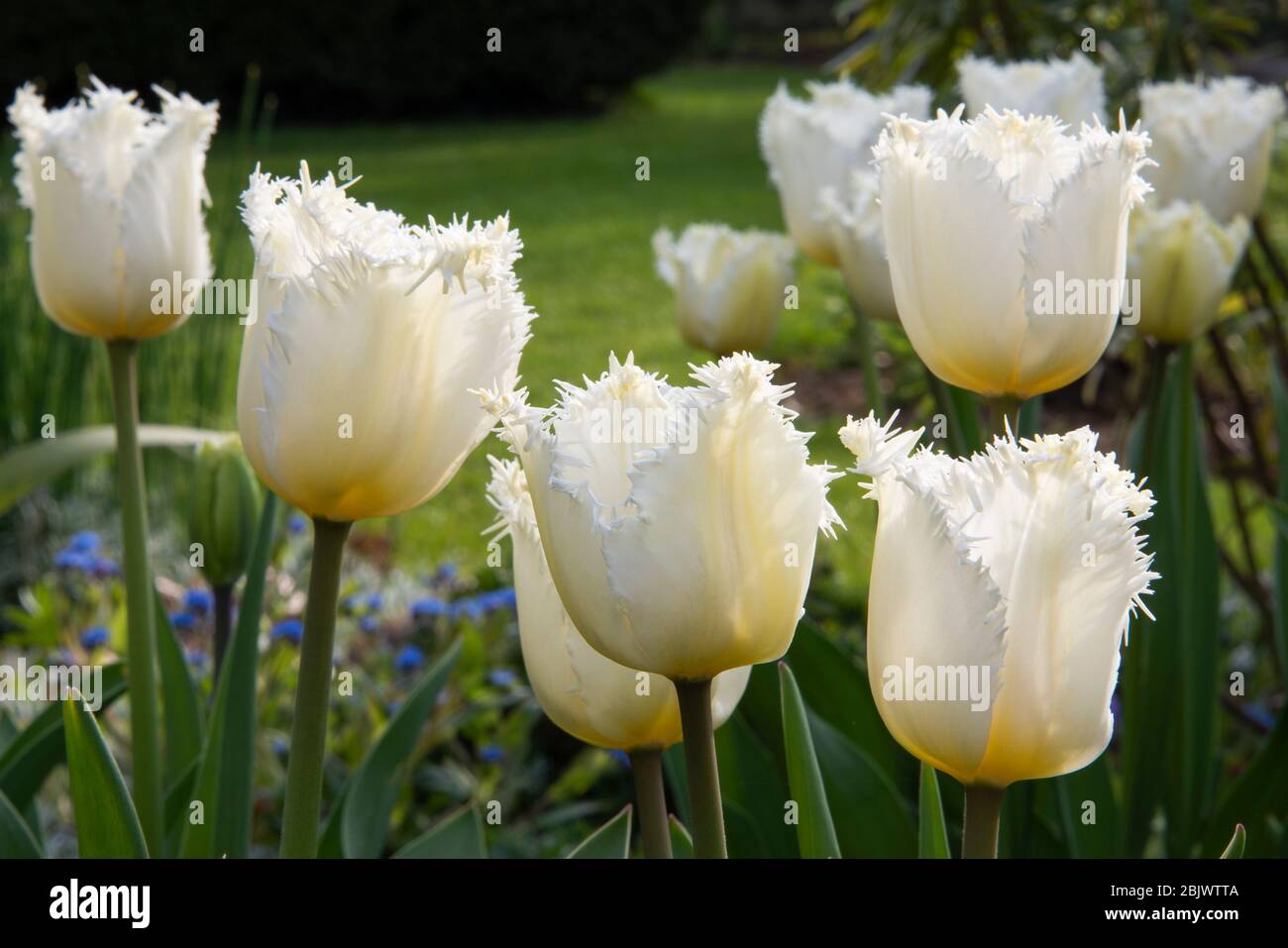 Primo piano gruppo di tulipani bianchi frangiati, Tulipa 'Luna di Miele', fiori retroilluminati dal sole serale al confine con il giardino. Prato sfocato sullo sfondo. Foto Stock