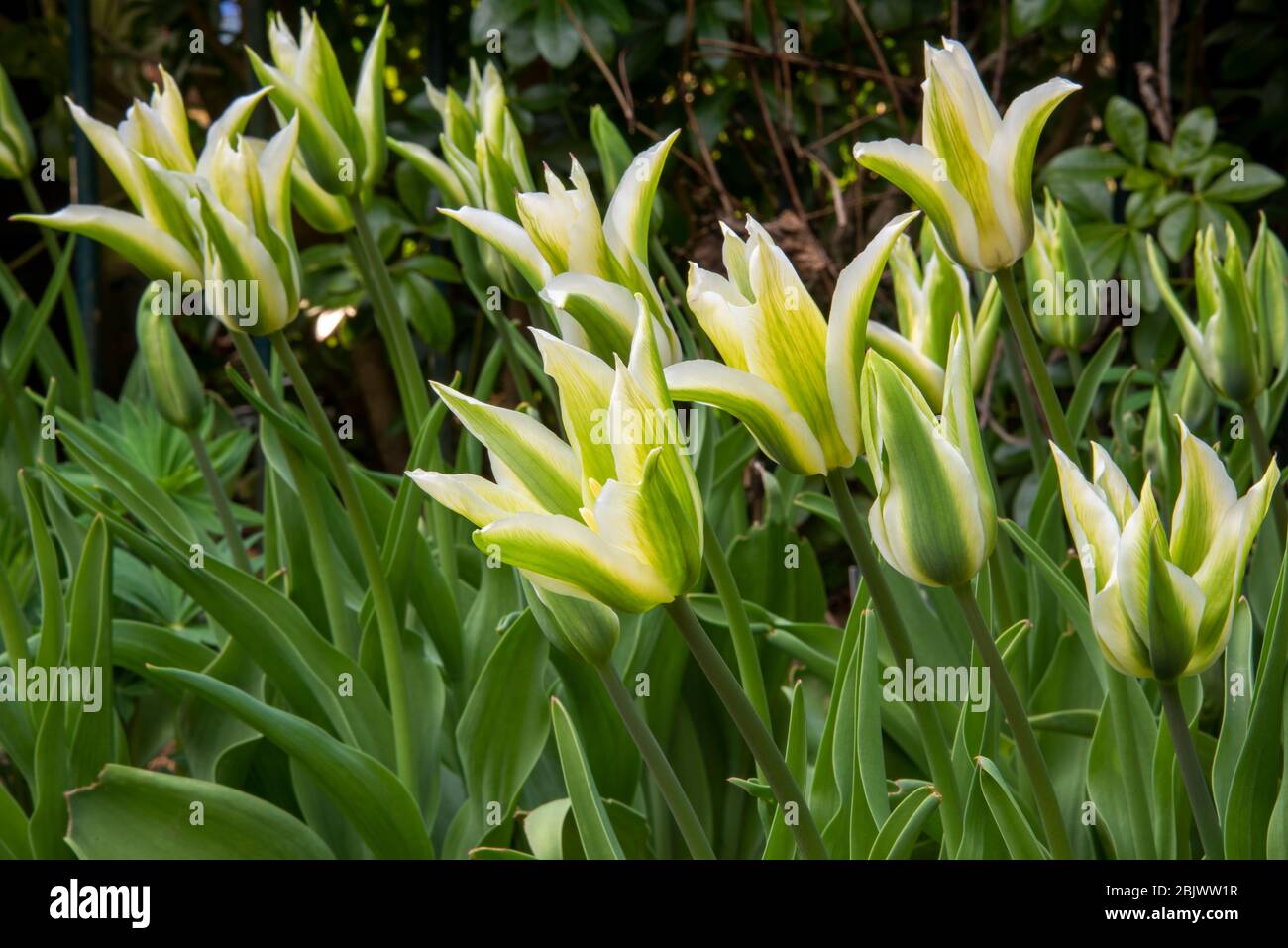 Deriva di fiori di tulipano a strisce bianche e verdi, Tulipa 'Green Star', al confine con il giardino, appena aperto alla luce della sera. Petali bianchi con stipe verde di boad. Foto Stock