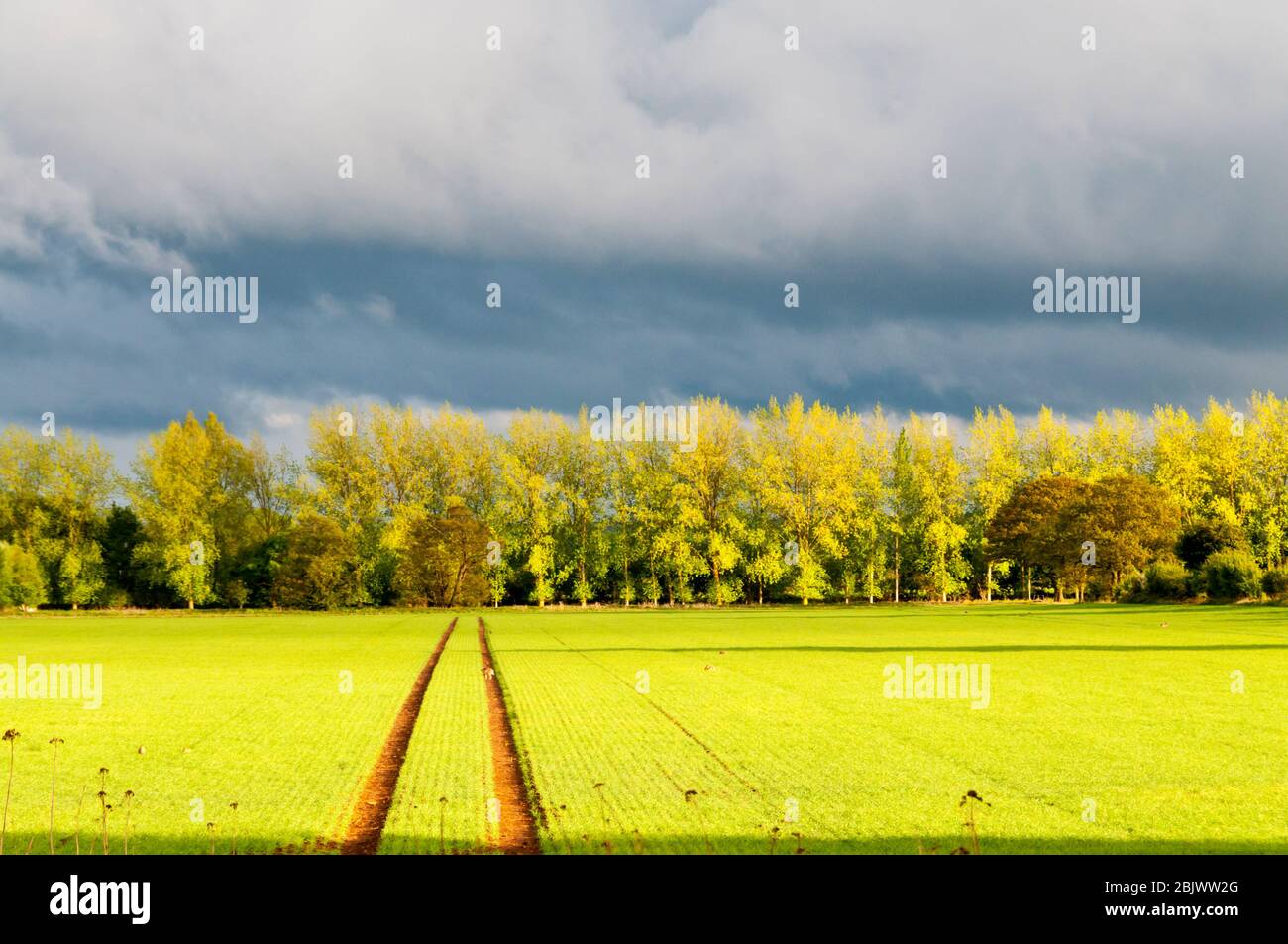 Luce serale che colpisce alberi e raccolti su terreni agricoli Norfolk con un cielo tempestoso. Foto Stock