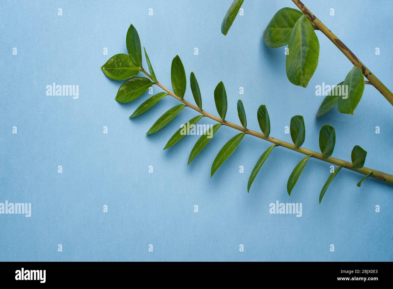 Zamioculcas su sfondo blu. Fiore verde su sfondo blu. Caratteristiche. Concetto minimo. CopySpace Foto Stock