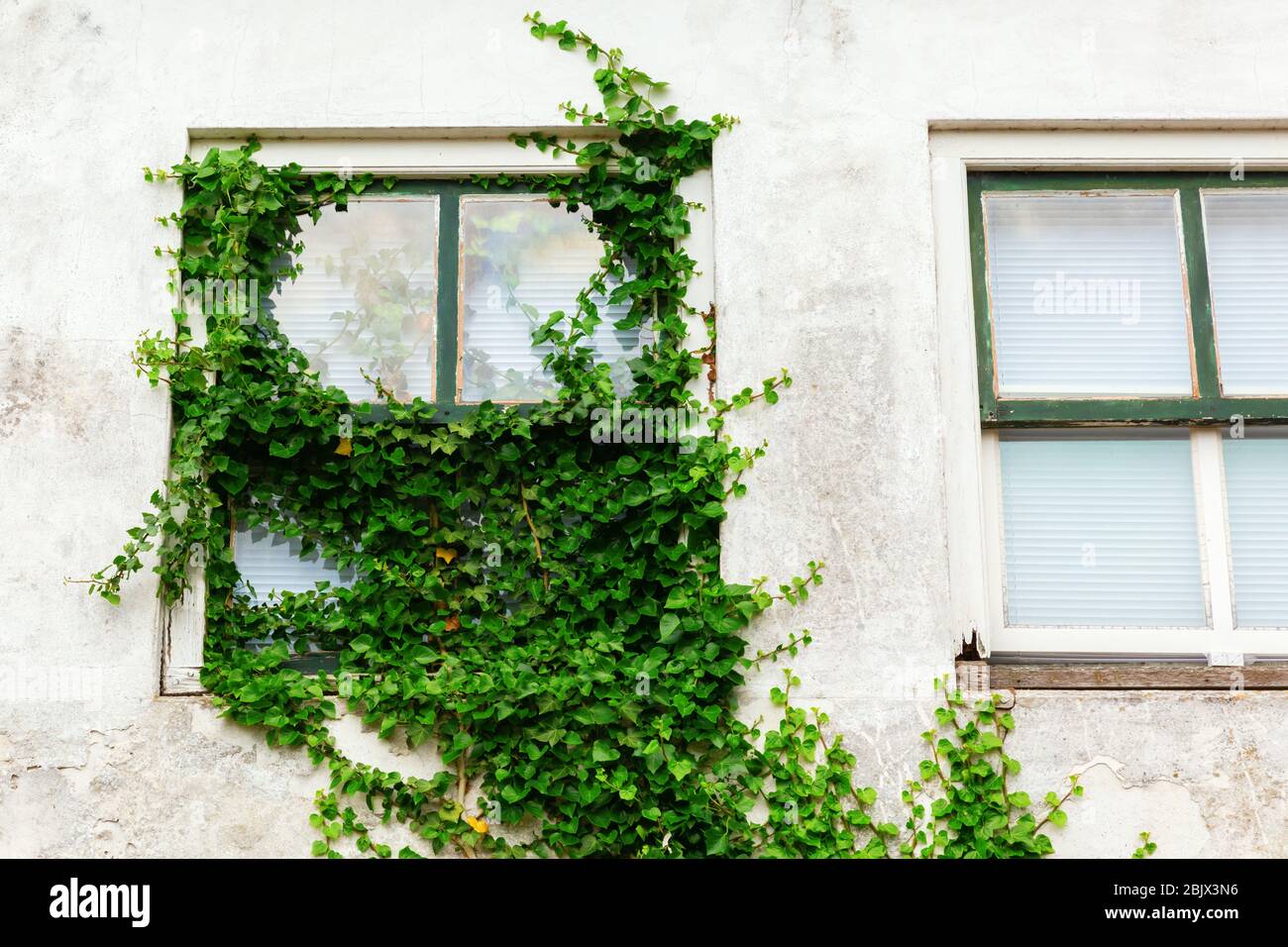 immagine di una finestra rivestita di edera in una vecchia casa Foto Stock