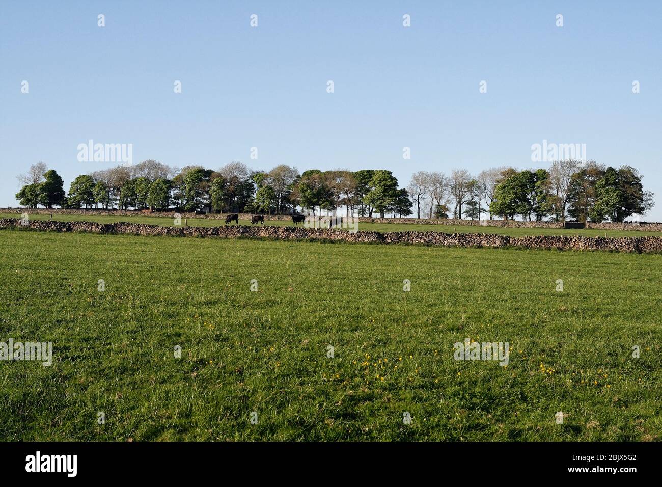 Derbyshire terreno agricolo paesaggio, parco nazionale del distretto di picco, Inghilterra Regno Unito Foto Stock