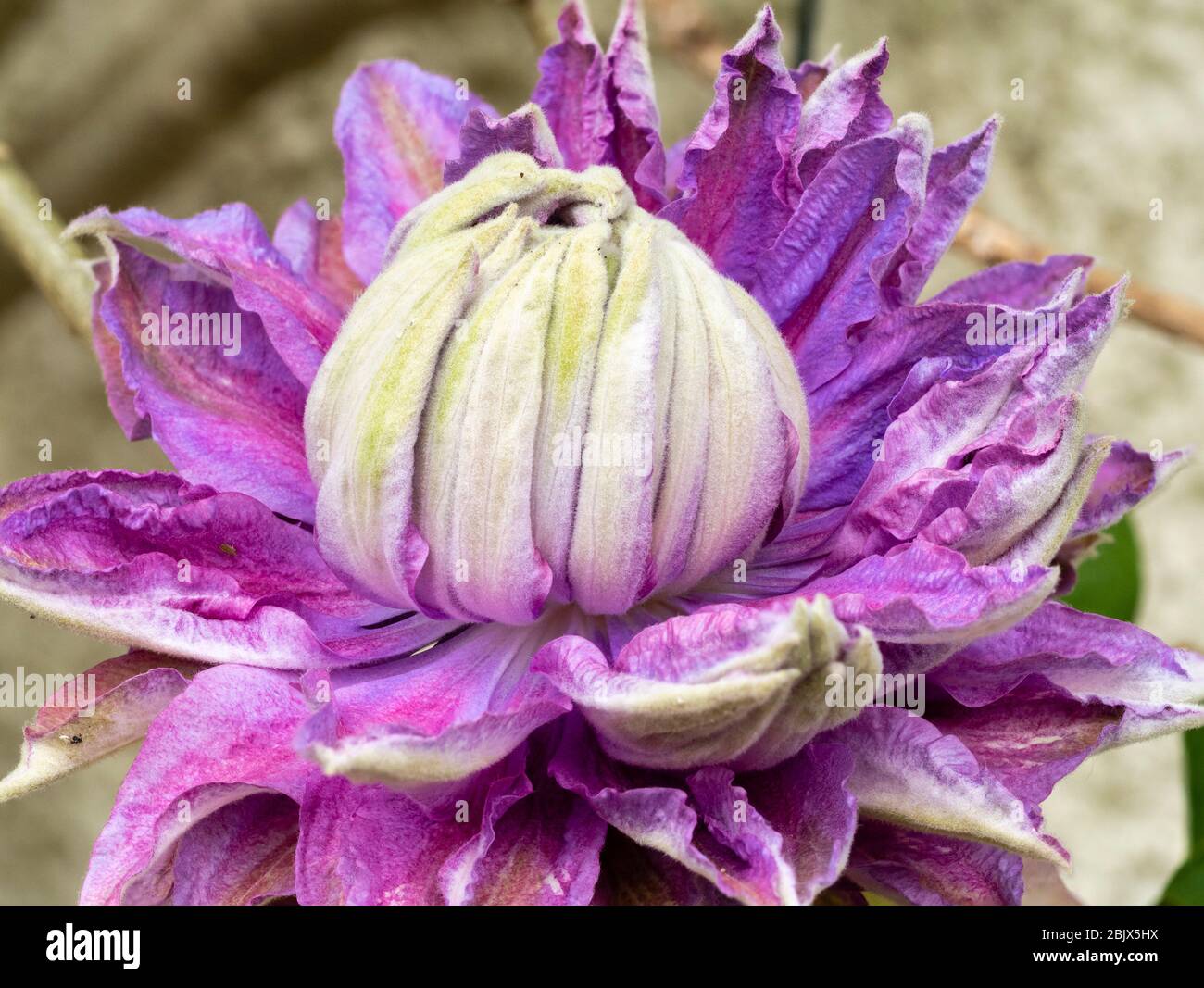 Fiore doppio dell'alpinista duro, Clematis 'Diamantina' Foto Stock