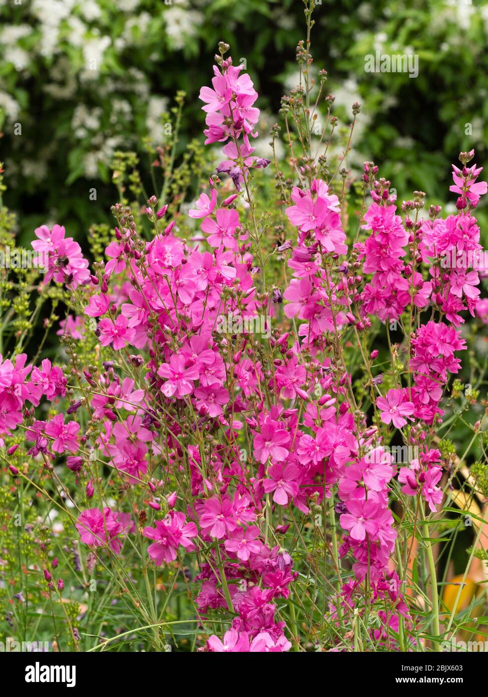 Semi-doppio, fiori rosa brillante della perenne arenaria mallow prateria, Sidalcea 'MR Lindbergh' Foto Stock