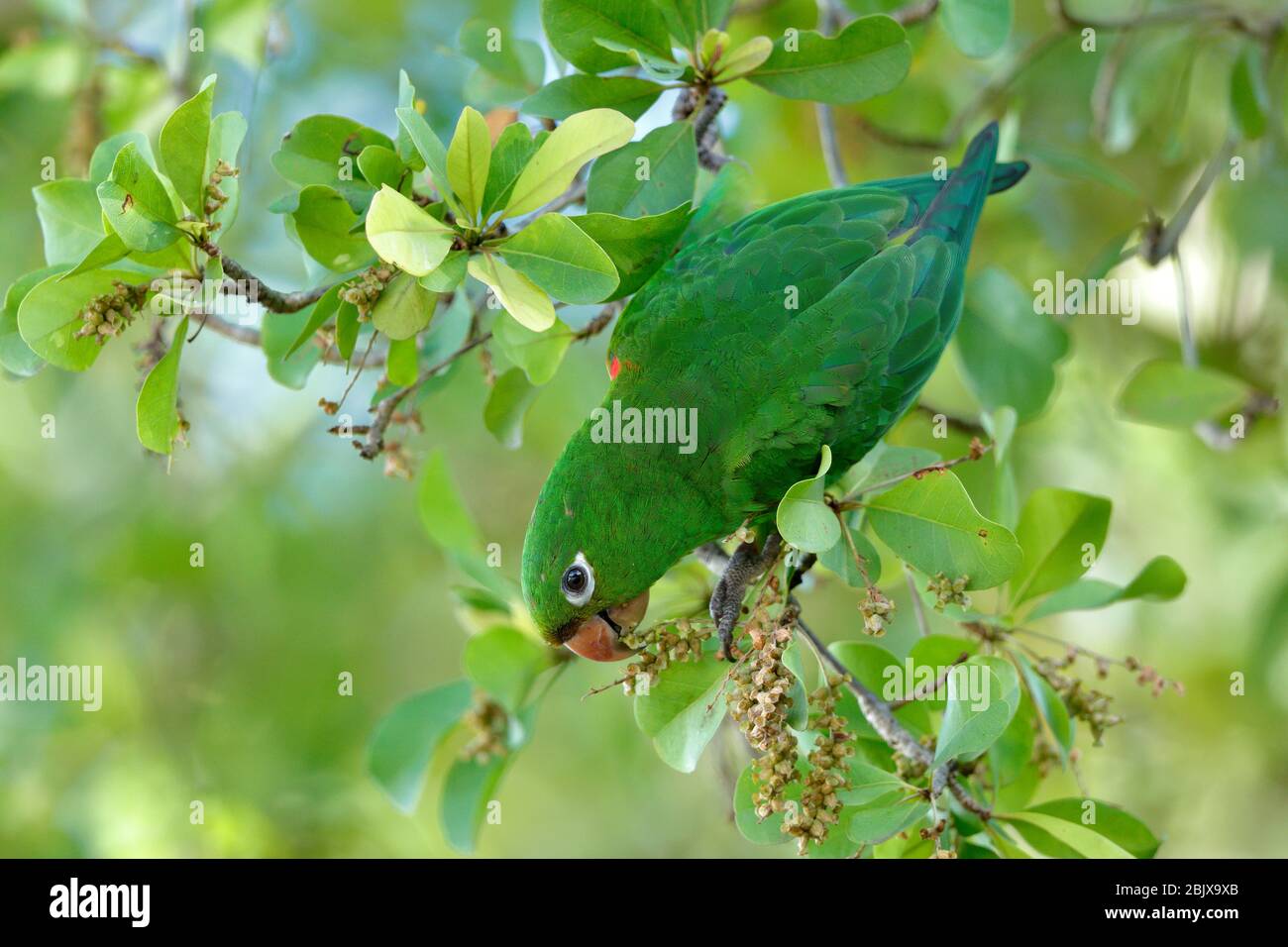 Il pappagallo ispaniolano, o perico, è una specie di pappagallo della famiglia Psittacidae. È endemica dell'isola di Hispaniola. Foto Stock