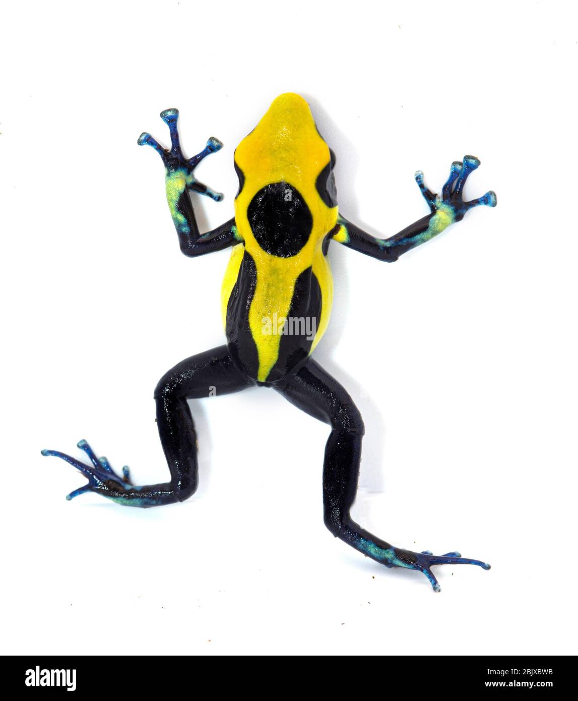 dendrobiates tintorius nikita in bianco sfondo Foto Stock