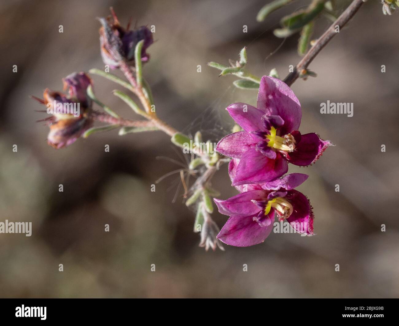 Primo piano di un fiore rosa che cresce lungo le rive del fiume Colorado nel nord dell'Arizona. Foto Stock