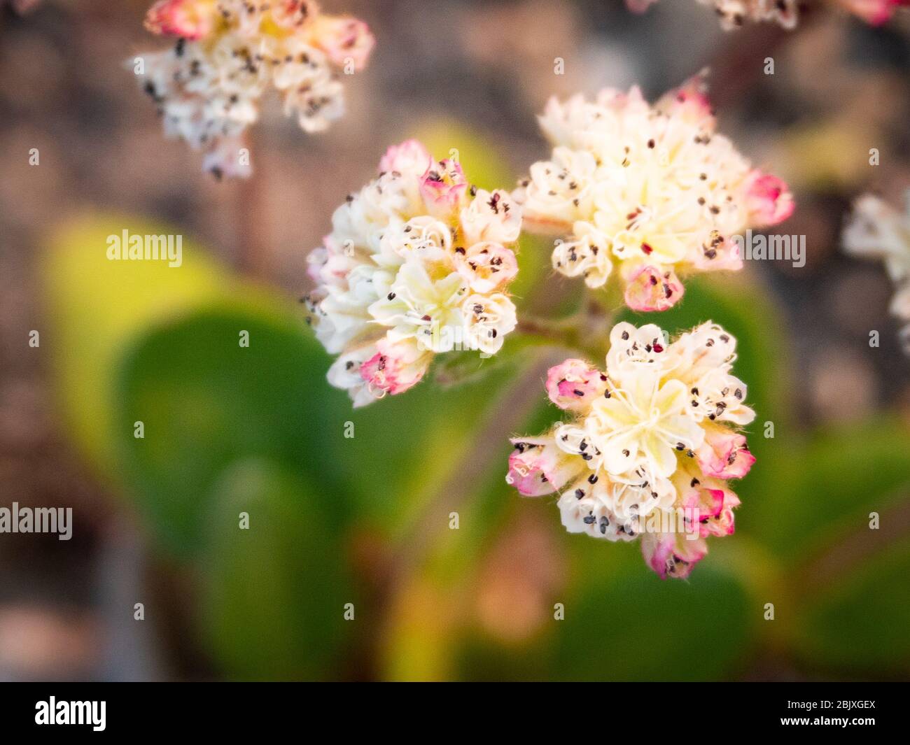 tre gruppi di piccoli fiori bianchi Foto Stock