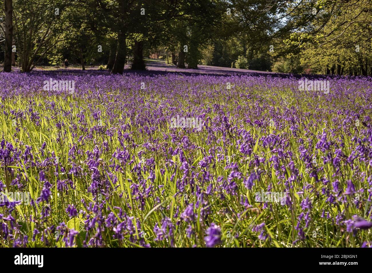 Prato di bosco/campo/pascolo pieno di bluebells. Foto Stock