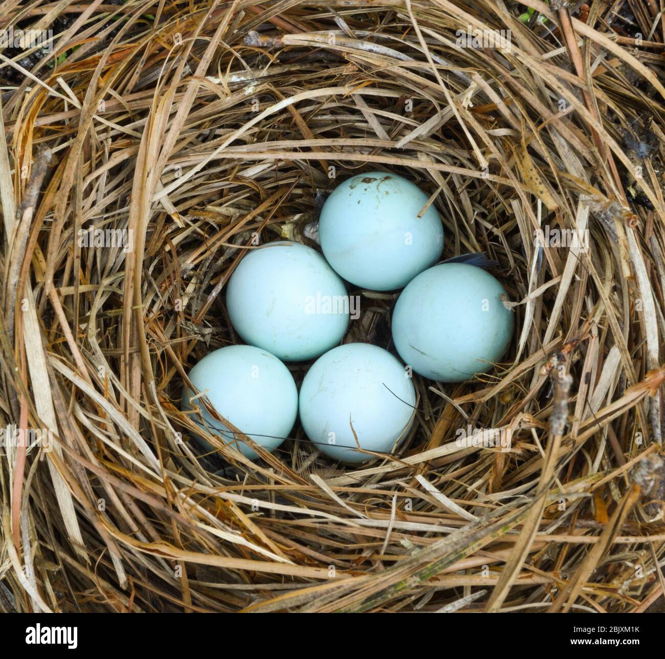 Cinque uova di bluebird dell'Est blu pallido in nido di fatto di paglia di pino Foto Stock