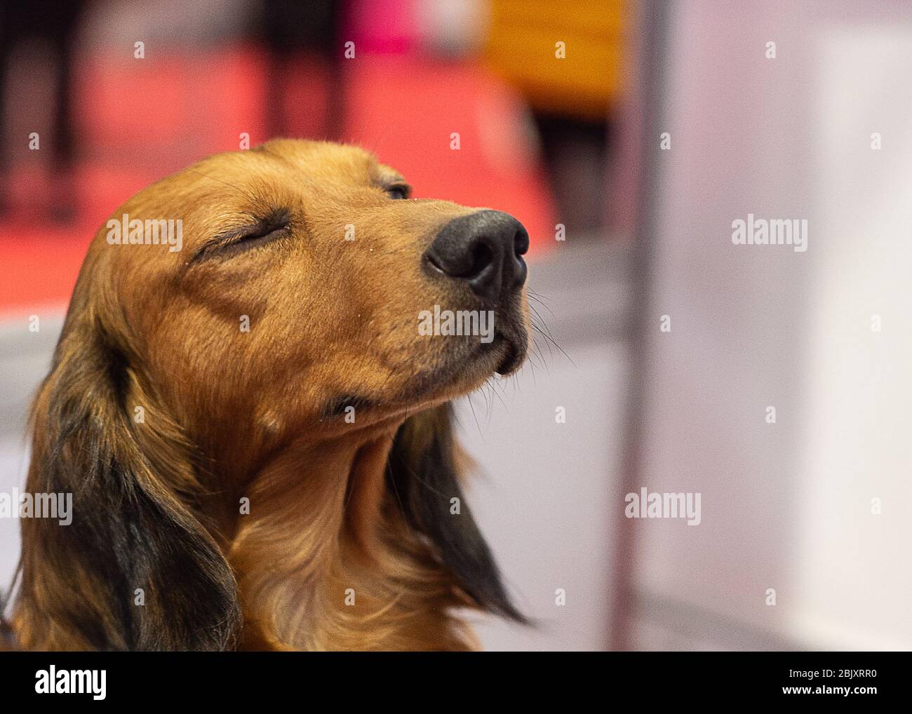 CRUFTS: Un Dachshund in miniatura nella zona Discover Dogs il 6 marzo 2020 Foto Stock