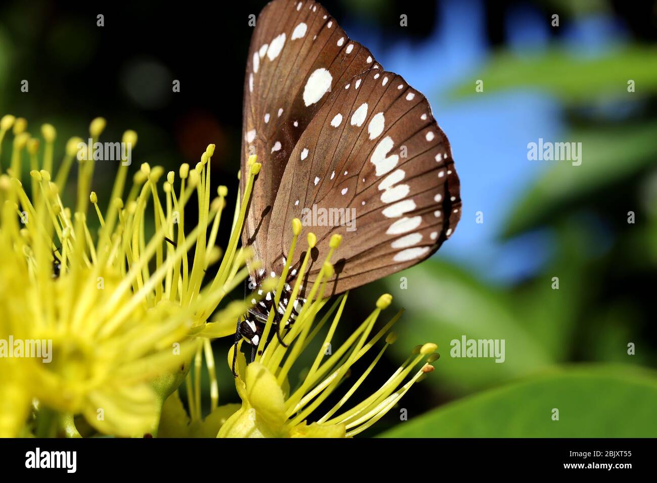 Natura in Macro: Una bella farfalla corvo comune si siede su un fiore giallo luminoso all'esterno nel giardino in una calda mattina di primavera. Foto Stock