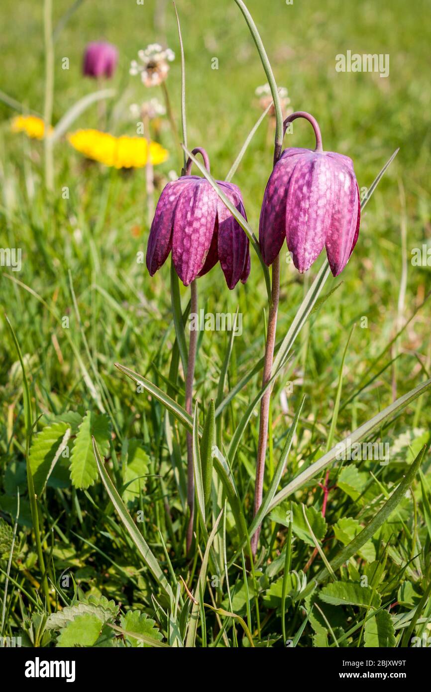 La testa di serpente Fritillari, Fritillaria meleagris Foto Stock